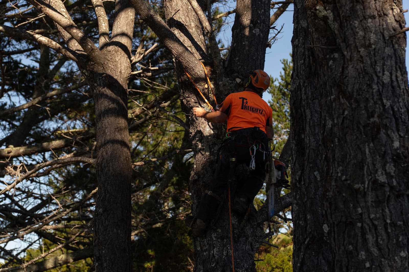 Hero shot of the Tree Guyz crew on a job