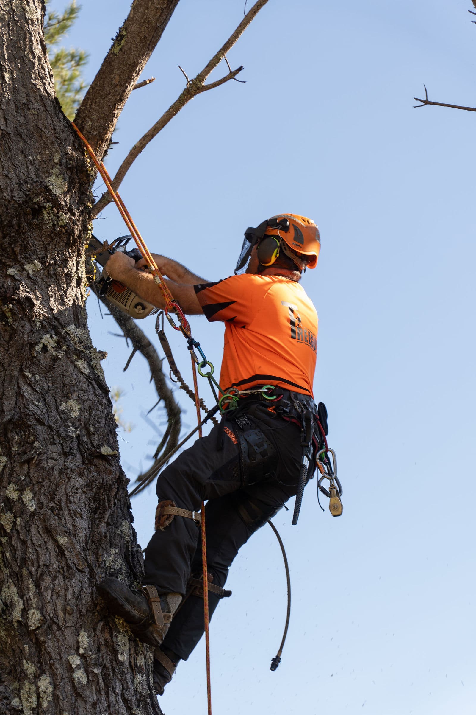 Tree Guyz crew on the tools 1